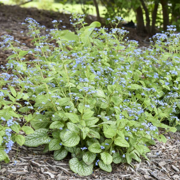 'Jack Of Diamonds' Siberian Bugloss 5 'Jack Of Diamonds' Siberian Bugloss - Image 3