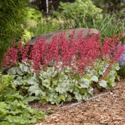 Dolce® 'Spearmint' Coral Bells -Plant Series 6fd96cbc9202b8d92e765d646a4941aa