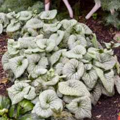 'Sterling Silver' Siberian Bugloss -Plant Series 700 Sterling Silver Siberian Bugloss 1