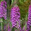 'Dalmatian Purple' Foxglove -Plant Series 704 Dalmatian Purple Foxglove 1