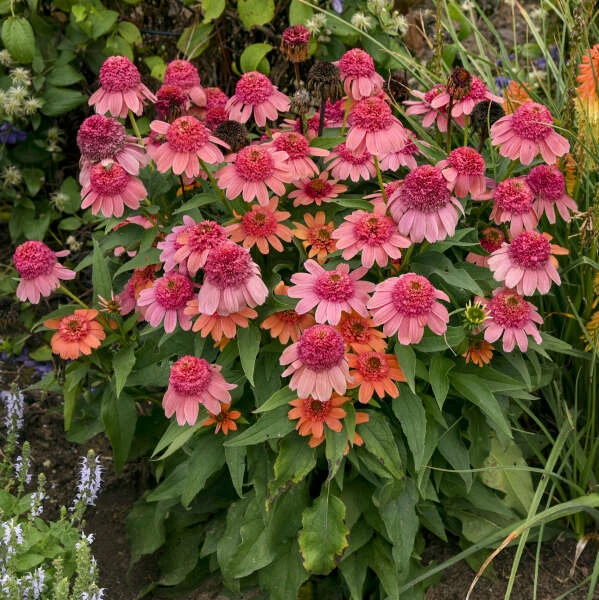 Double Dipped™ 'Rainbow Sherbet' Coneflower 3 Double Dipped™ 'Rainbow Sherbet' Coneflower