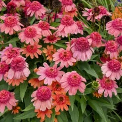 Double Dipped™ 'Rainbow Sherbet' Coneflower 8 Double Dipped™ 'Rainbow Sherbet' Coneflower -Plant Series 706 Double Dipped Rainbow Sherbet Coneflower 2