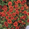'Arizona Red Shades' Blanket Flower 2 'Arizona Red Shades' Blanket Flower -Plant Series 710 Arizona Red Shades Blanket Flower 1