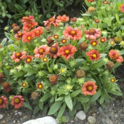 'Arizona Red Shades' Blanket Flower -Plant Series 710 Arizona Red Shades Blanket Flower 3