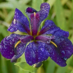 'Black Gamecock' Louisiana Iris -Plant Series 711 Black Gamecock Louisiana Iris 2