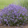 'Essence Purple' Lavender 1 'Essence Purple' Lavender -Plant Series 712 Esence Purple Lavender 2