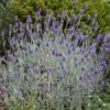 'Silver Mist' Lavender 1 'Silver Mist' Lavender -Plant Series 713 Silver Mist Lavender 1