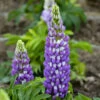 Mini Gallery™ Blue Bicolor Lupine -Plant Series 714 Mini Gallery Blue Bicolor Lupine