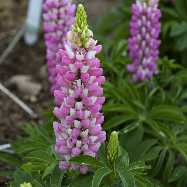 Mini Gallery™ Pink Bicolor Lupine 3 Mini Gallery™ Pink Bicolor Lupine