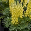 Mini Gallery™ Yellow Lupine -Plant Series 717 Mini Gallery Yellow Lupine 1
