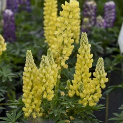 Mini Gallery™ Yellow Lupine -Plant Series 717 Mini Gallery Yellow Lupine 2