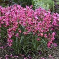Bejeweled™ 'Pink Pearls' Beardtongue -Plant Series 7206b84fdb86834eddf508c792f96850