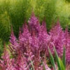 'Maggie Daley' Astilbe 2 'Maggie Daley' Astilbe -Plant Series 731 Maggie Daley Astilbe