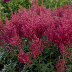 'Montgomery' Astilbe