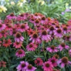 Summersong™ Firefinch™ Coneflower -Plant Series 733 Summersong Firefinch Coneflower 4