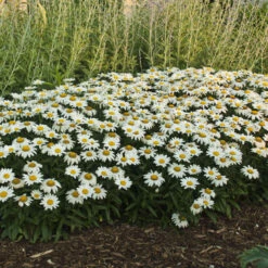 'Snowcap' Shasta Daisy -Plant Series 73ee4f39b48567d63de16cd62b8a9f10