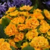 Bouquet Perfect™ 'Mandarin' Primrose -Plant Series 740a032cff6168d523c35c6de0b3b34b