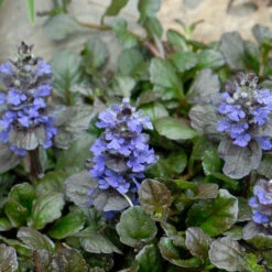 'Black Scallop' Bugleweed 15 'Black Scallop' Bugleweed -Plant Series 74c58dbefbdb2ea1fbf1ea1d0c8fff36