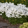 'Opening Act White' Hybrid Phlox -Plant Series 76de58cb5738dc4ca8dc186f707af0f4