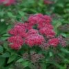 Double Play® Red Spirea -Plant Series 781 3320 popup sw
