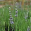 Provence French Lavender -Plant Series 781 lavandula provence 2