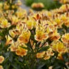 'Summer Breeze' Peruvian Lily 2 'Summer Breeze' Peruvian Lily -Plant Series 7a7969d52cd4690638bd54c4b2452df1