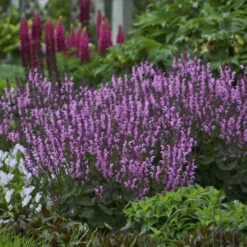Color Spires® 'Pink Dawn' Salvia 8 Color Spires® 'Pink Dawn' Salvia -Plant Series 7e6abd966218804d29336804a834945d
