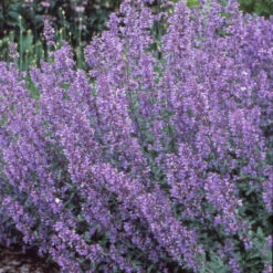 Walker's Low Catmint 14 Walker's Low Catmint -Plant Series 7f38d9ac0770e380fb79b256acceff3b