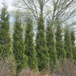 Full Speed A Hedge® 'American Pillar' Arborvitae 12 Full Speed A Hedge® 'American Pillar' Arborvitae -Plant Series 800 3356 popup sw