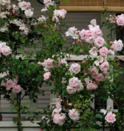 Climbing Rose Collection -Plant Series 8138d7ca9c5da0d3ff4534711f9e8bf857919d33 86a1a1a23a3cba0445cbc26ace91ff1e51b18eb5 facebook