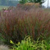 Prairie Winds® 'Cheyenne Sky' Switchgrass 2 Prairie Winds® 'Cheyenne Sky' Switchgrass -Plant Series 837 4485 popup