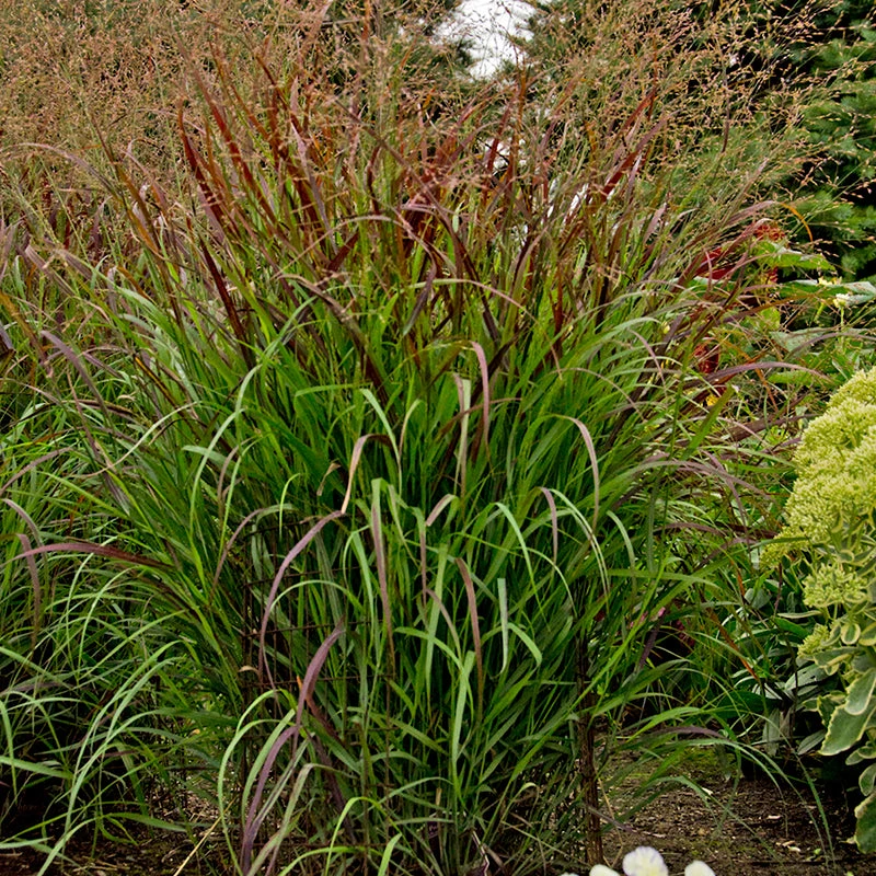 Prairie Winds® 'Cheyenne Sky' Switchgrass 4 Prairie Winds® 'Cheyenne Sky' Switchgrass - Image 2