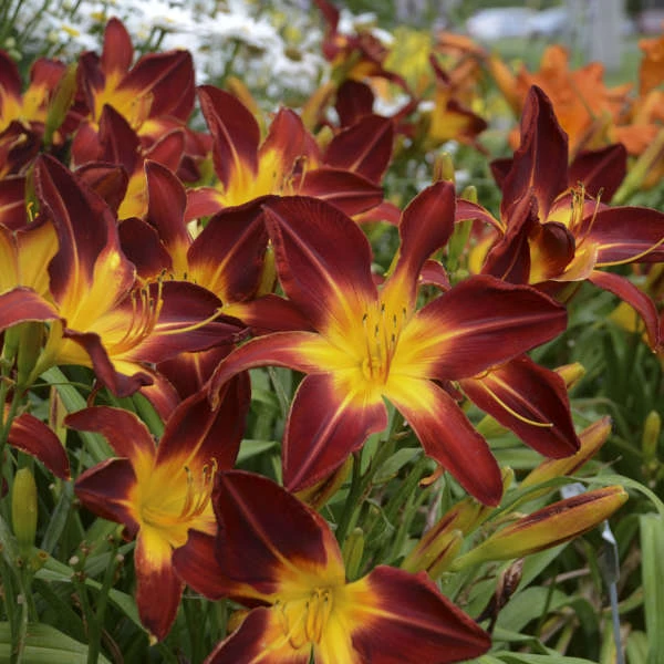 Rainbow Rhythm® 'Ruby Spider' Daylily 3 Rainbow Rhythm® 'Ruby Spider' Daylily