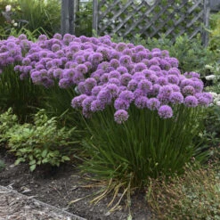 'Millenium' Allium 11 'Millenium' Allium -Plant Series 84c55f6ee83f67044b932c16a12b7178