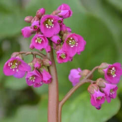 'Winterglut' Pigsqueak -Plant Series 8547f607750c9dd0a436936bfb38d76f