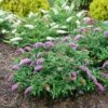 Pugster Periwinkle® Butterfly Bush 2 Pugster Periwinkle® Butterfly Bush -Plant Series 855 4136 popup