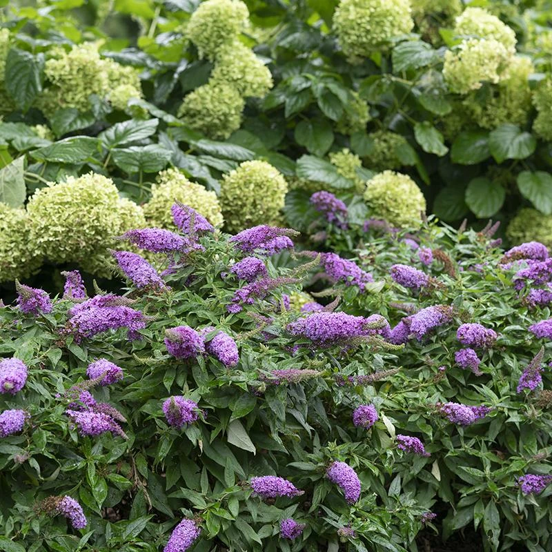 Pugster Periwinkle® Butterfly Bush 5 Pugster Periwinkle® Butterfly Bush - Image 3