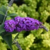 Lo & Behold® 'Purple Haze' Butterfly Bush 2 Lo & Behold® 'Purple Haze' Butterfly Bush -Plant Series 856 4140 popup