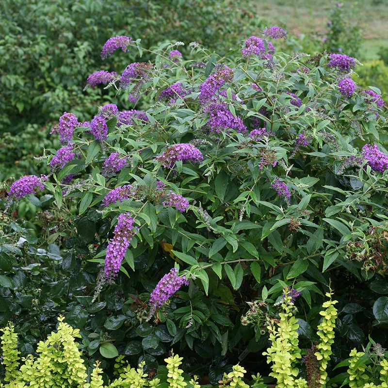 Lo & Behold® 'Purple Haze' Butterfly Bush 4 Lo & Behold® 'Purple Haze' Butterfly Bush - Image 2