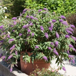 Lo & Behold® 'Purple Haze' Butterfly Bush 8 Lo & Behold® 'Purple Haze' Butterfly Bush -Plant Series 856 4142 popup