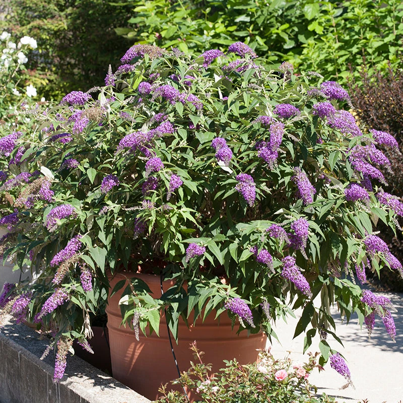 Lo & Behold® 'Purple Haze' Butterfly Bush 5 Lo & Behold® 'Purple Haze' Butterfly Bush - Image 3