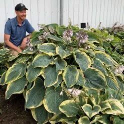 Shadowland® 'Gigantosaurus' Hosta -Plant Series 858e931dfdac627605d9c3b55b7fd599