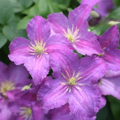 Jolly Good™ Clematis 8 Jolly Good™ Clematis -Plant Series 859 4168 popup