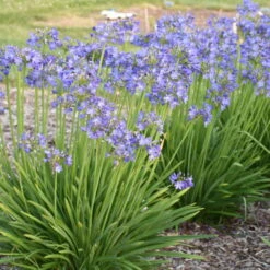 'Little Galaxy' Lily-of-the-Nile -Plant Series 867ffb47e110f7c16f224fae757e0697