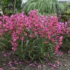 Bejeweled™ 'Pink Pearls' Beardtongue 1 Bejeweled™ 'Pink Pearls' Beardtongue -Plant Series 86ab5b04e30cfb7a5eb41a18dff679f4