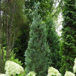 Pinpoint® Blue False Cypress -Plant Series 896 4156 popup