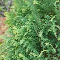 Pinpoint® Blue & Gold False Cypress -Plant Series 897 4177 popup