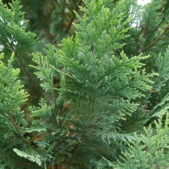 Pinpoint® Blue & Gold False Cypress -Plant Series 897 4178 popup