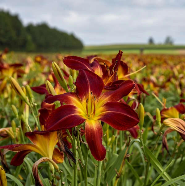 Rainbow Rhythm® 'Ruby Spider' Daylily 4 Rainbow Rhythm® 'Ruby Spider' Daylily - Image 2