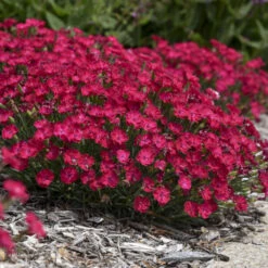 'Paint The Town Red' Dianthus -Plant Series 8d9e493de68a8bec5e3463796fee61b9